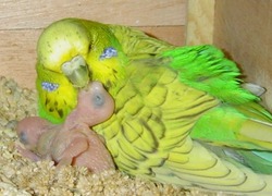 Как разводить волнистых попугайчиков