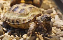 Разновидности домашних черепах