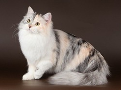 Сибирская кошка: кормление