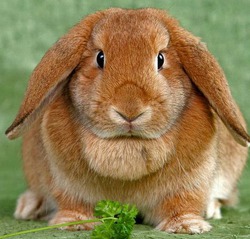 Чем питаются карликовые кролики