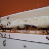 Как избавиться от бытовых муравьев?