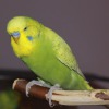 Заболевания волнистых попугайчиков