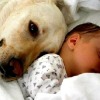 Новорожденный и собака в доме