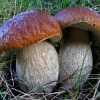 Как вырастить грибы в саду