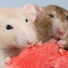 Кормление домашних крыс