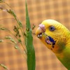 Питание волнистых попугайчиков