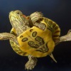 Разновидности домашних черепах